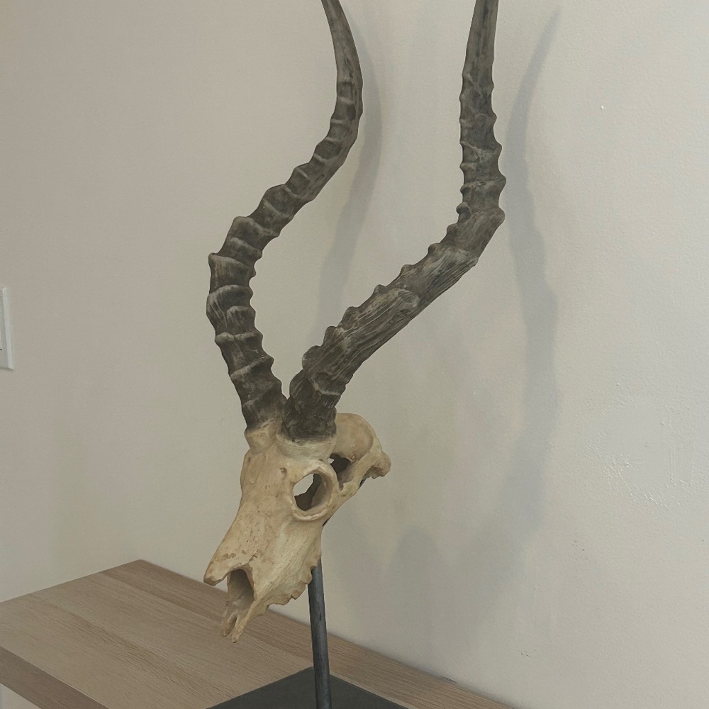 Ridged Antelope Resin Replica with naturally shed Antlers